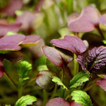 Mustard Red Giant Microgreens Seeds