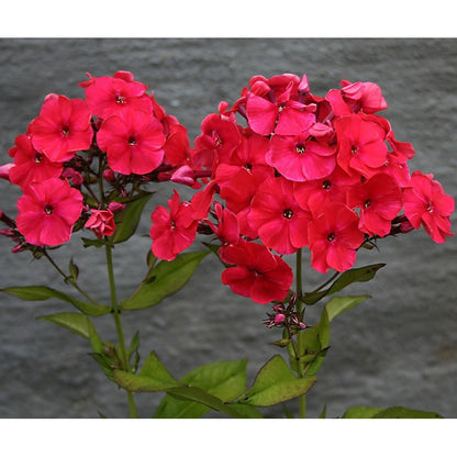 Phlox Beauty Red Winter Flower Seeds