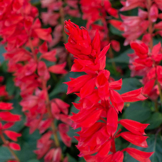 Salvia 'Bon Fire Red' Winter Flower Seeds