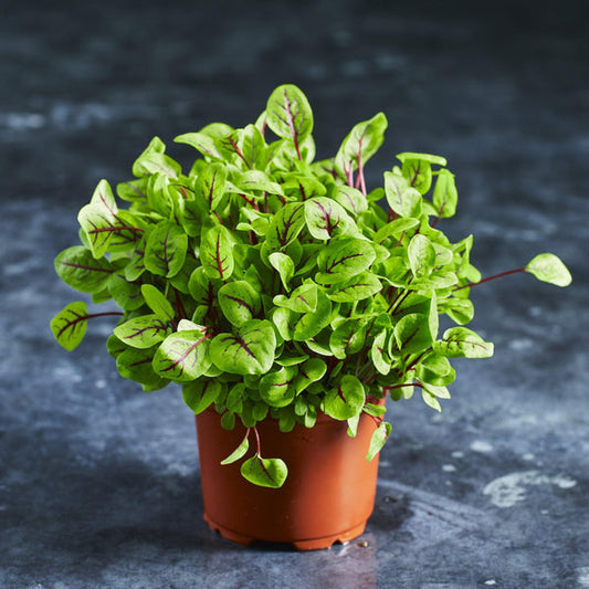 Sorrel Green Leaf Microgreens Seeds