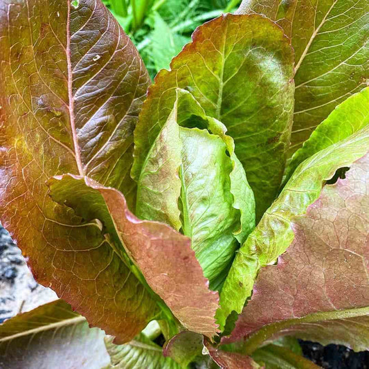 Romaine Red Microgreens Seeds for Fresh Lettuce Salad