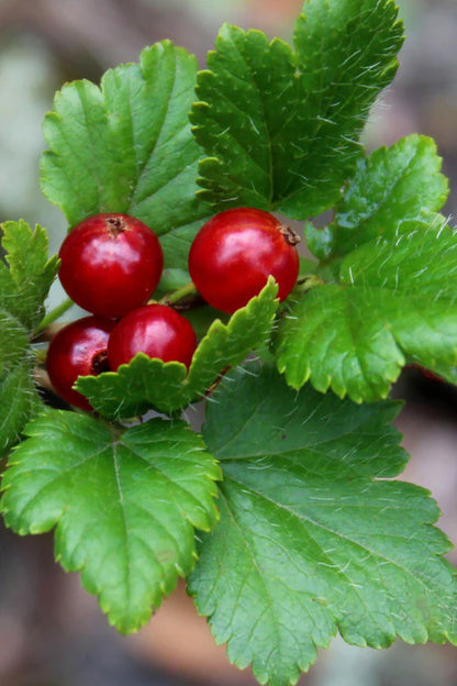 Mountain Currant Seeds