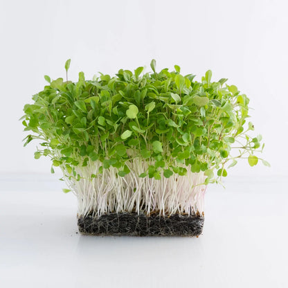 Arugula Rocket Wild Leaf Microgreens Seeds