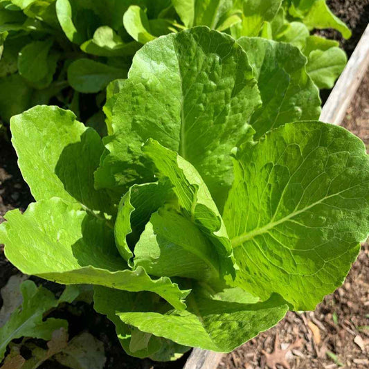 Fresh Romaine Lettuce - Crisp, Nutrient-Packed, and Perfect for Your Meals Exotic Vegetable Seeds