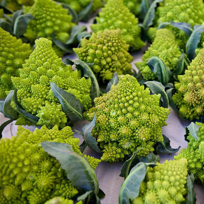 Romanesco Broccoli - Unique Mandir Temple Inspired Design Exotic Vegetable Seeds