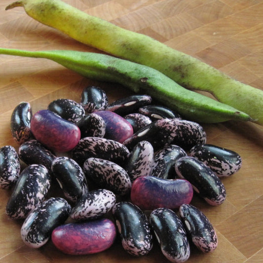 French Beans Imported OS Black Seeded Vegetable Seeds