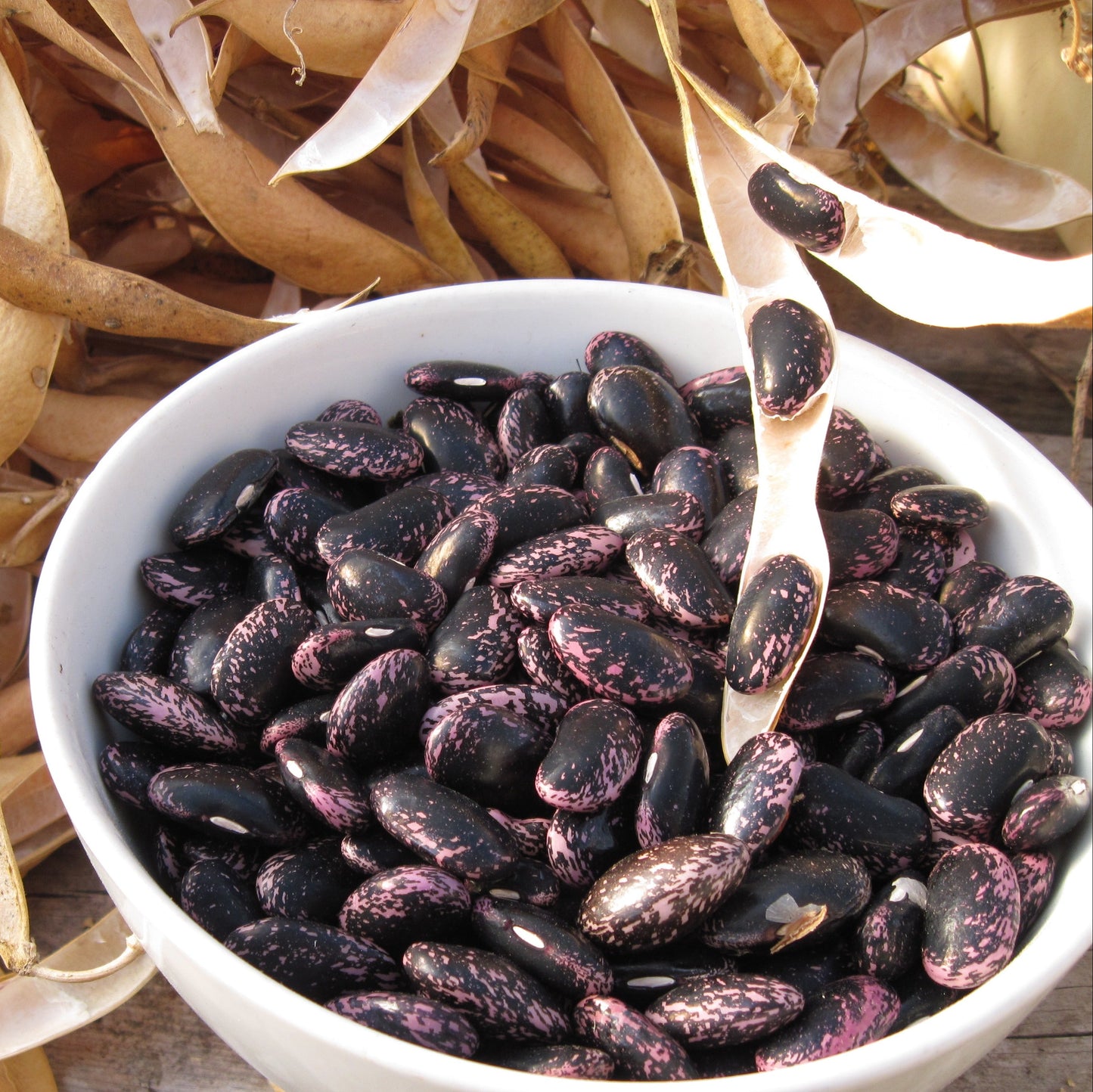 French Beans Imported OS Black Seeded Vegetable Seeds
