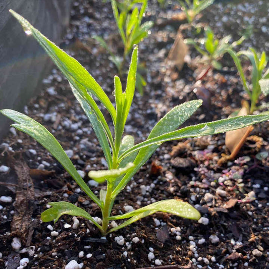 Tarragon Imported Herb Seeds