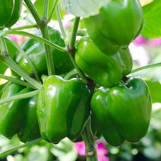 Capsicum F1 Hybrid Andhra 115 Vegetable Seeds