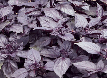 Basil Dark Opal Microgreens Seeds