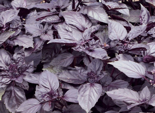 Basil Dark Opal Microgreens Seeds