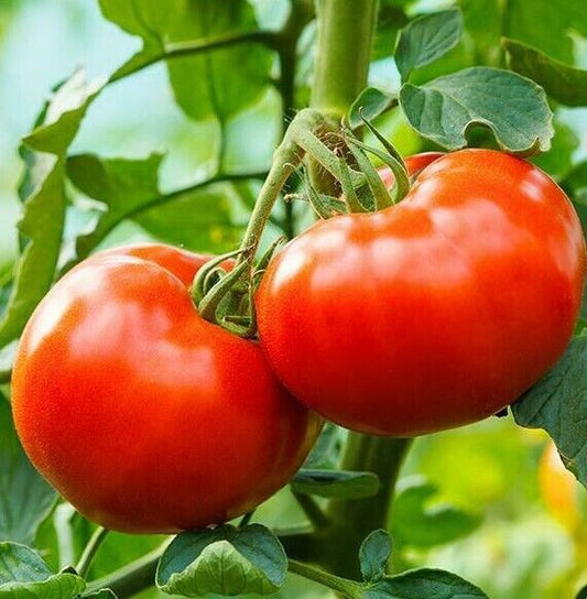 Tomato Heirloom UC-82 Vegetable Seeds