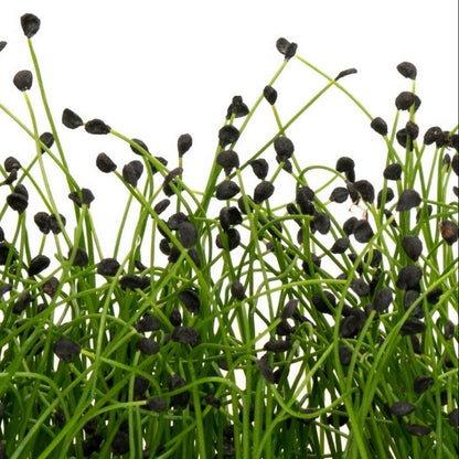 Chives Green Plain Leaf Microgreens Seeds