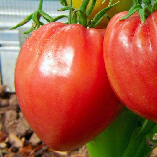 Tomato Heirloom Oxheart Vegetable Seeds