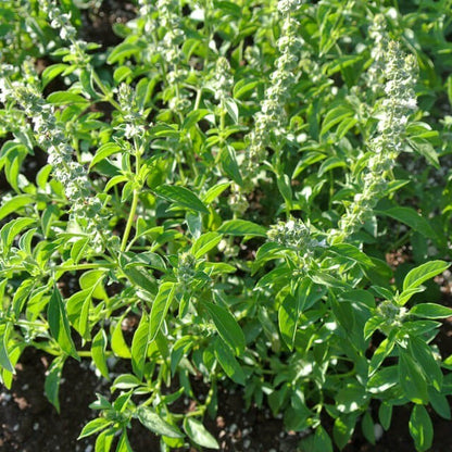 Lemon Basil Herb Seeds