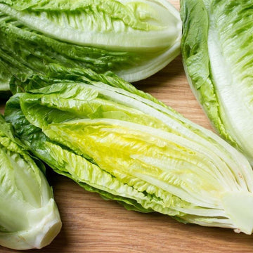 Organic Romaine Green Microgreens Seeds for Fresh Lettuce Salad