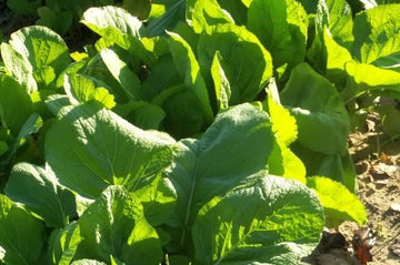 Mustard Florida Green Leaf Microgreens Seeds