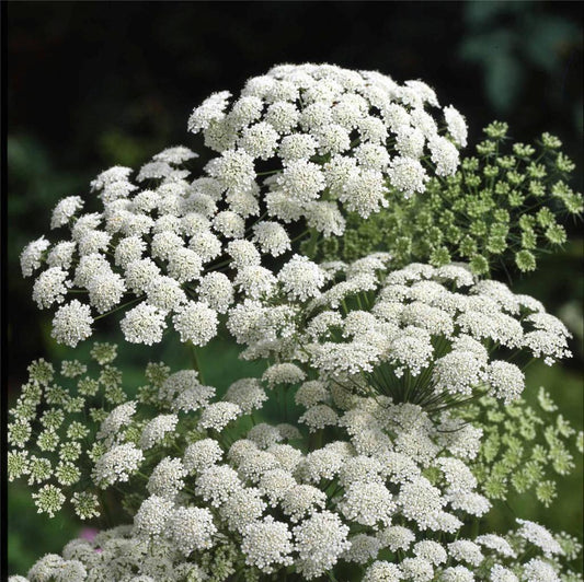 AMMI MAJUS Bishop's Weed Herb Seeds