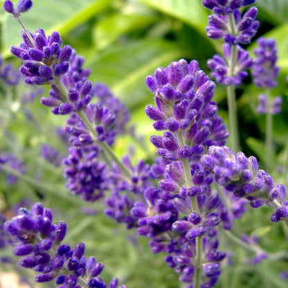 Lavender Imported Herb Seeds
