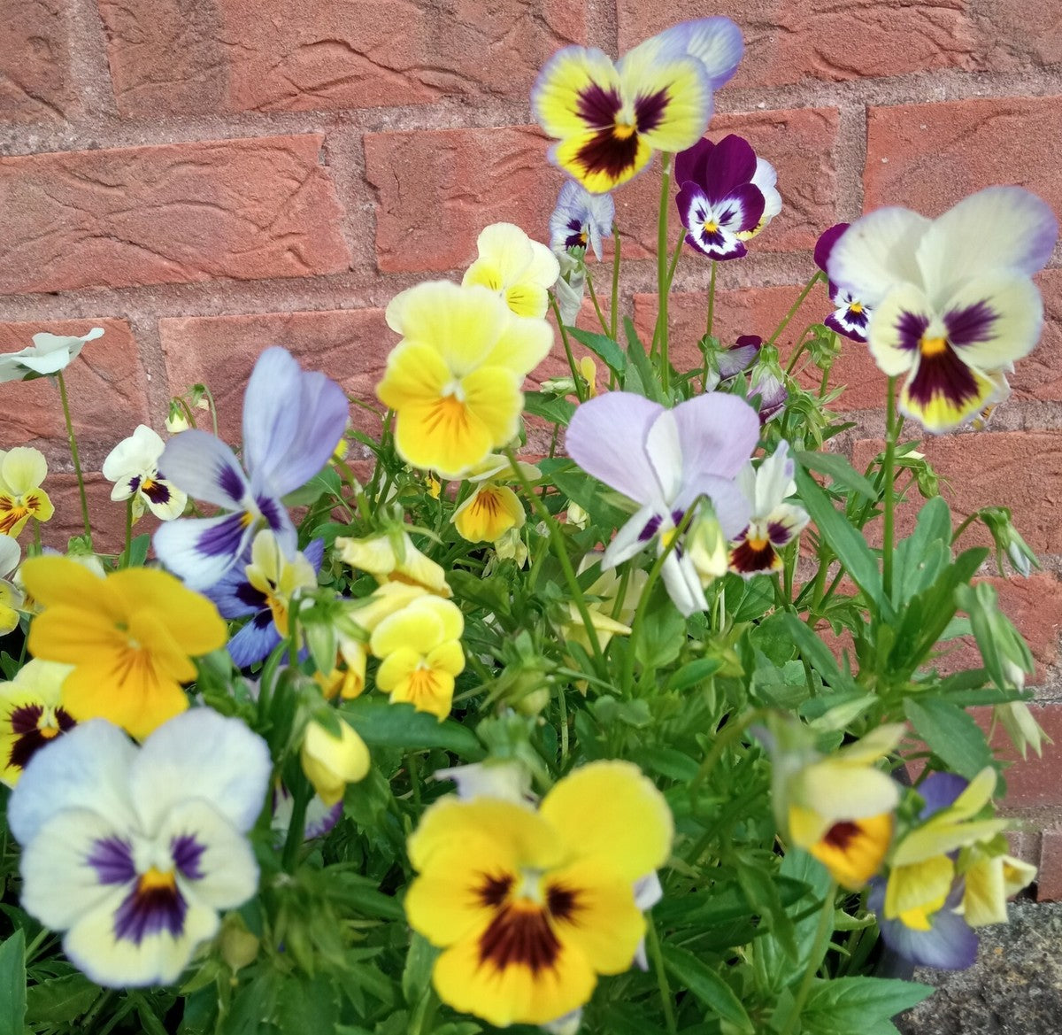 Pansy Wittrockiana Mixed Winter Flower Seeds