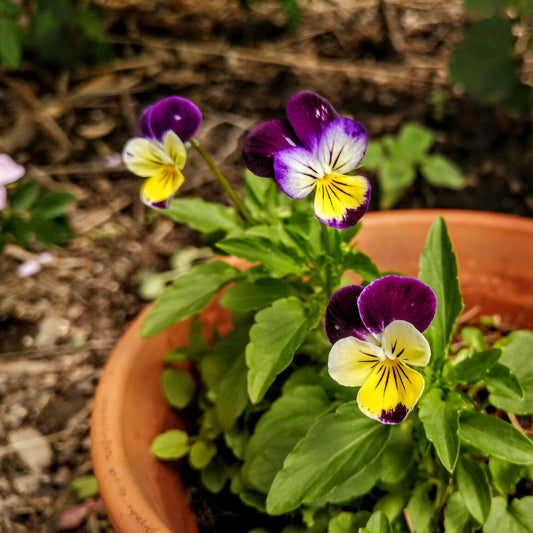 Pansy Johnnie Jump Up Winter Flower Seeds