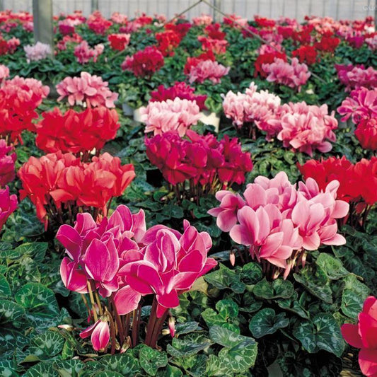 Cyclamen Persicum Mixed Winter Flower Seeds