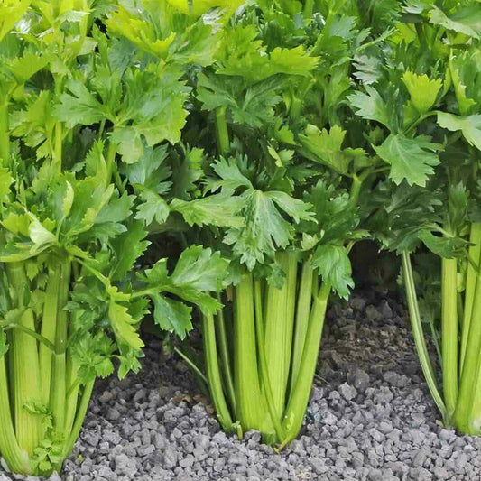 Celery Tall Utah - Fresh, Organic & Vibrant Celery for a Healthy Lifestyle Exotic Vegetable Seeds