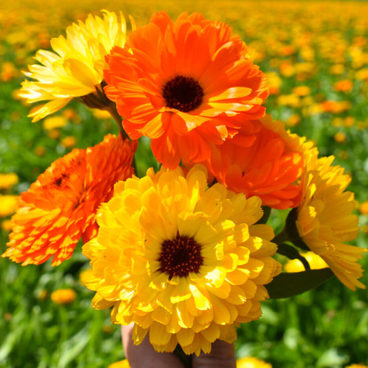 Calendula Yellow Orange Mix Edible Flower Seeds