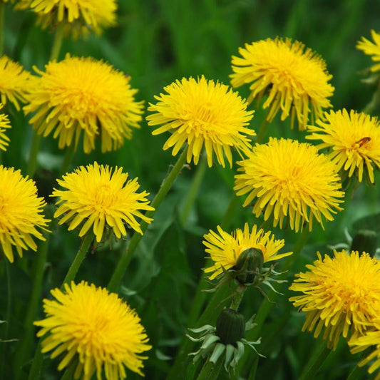 Dandelion Imported Edible Flower Seeds