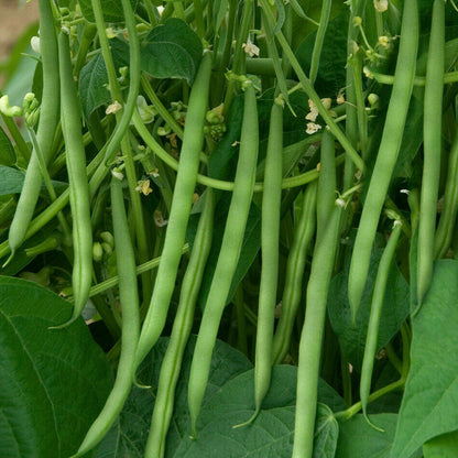 French Beans Imported OS Black Seeded Vegetable Seeds
