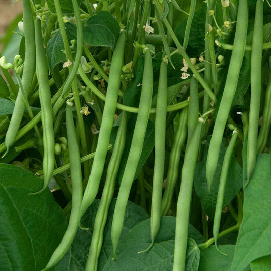 French Beans Imported OS Black Seeded Vegetable Seeds