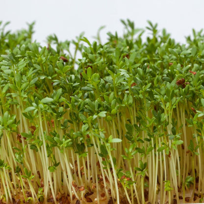 Alfa Alfa Imported Microgreens Seeds