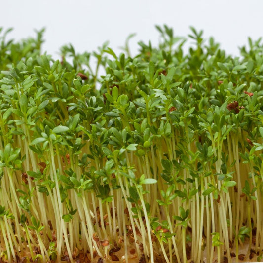 Alfa Alfa Imported Microgreens Seeds