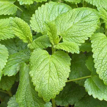 Organic Lemon Balm Imported Microgreens Seeds
