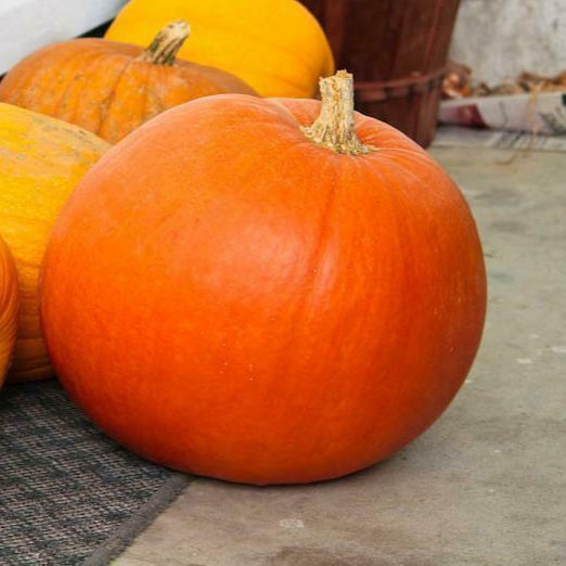 Pumpkin F1 Hybrid SS-12 Vegetable Seeds