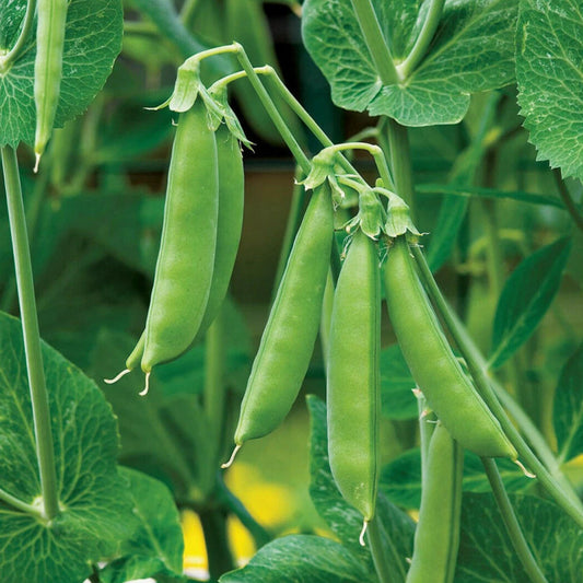 Peas Vegetable Seeds
