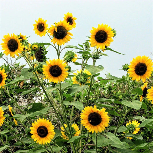 Sunflower 'Henry Wild' Seeds