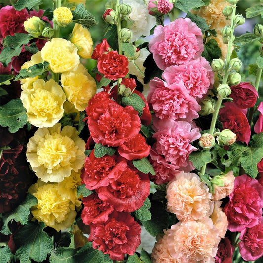 Hollyhock Mixed Winter Flower Seeds