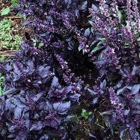 Purple Basil Herb Seeds