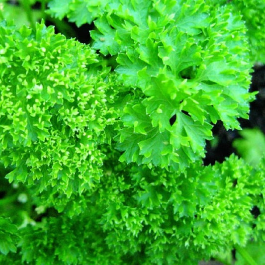 Parsley Forest Green Exotic Vegetable Seeds