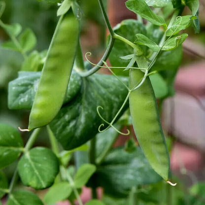 Imported Sugar Peas & Snow Peas – Fresh, Crisp, and Healthy Exotic Vegetable Seeds
