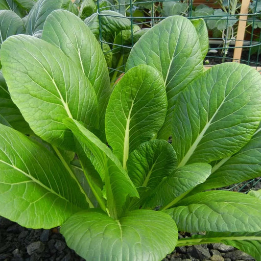 Fresh Komatsuna - Asia Green Leaf (100% Organic) Exotic Vegetable Seeds