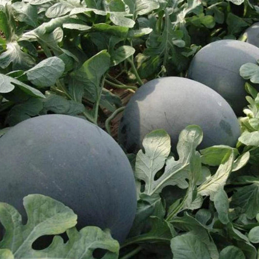 Watermelon F1 Arya 114 Black Round Vegetable Seeds