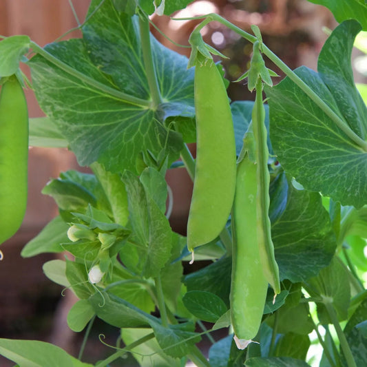 Imported Sugar Peas & Snow Peas – Fresh, Crisp, and Healthy Exotic Vegetable Seeds