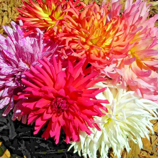 Zinnia Cactus Mixed Summer Flower Seeds