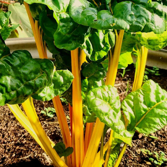Swiss Chard - Bright Yellow Imp Exotic Vegetable Seeds