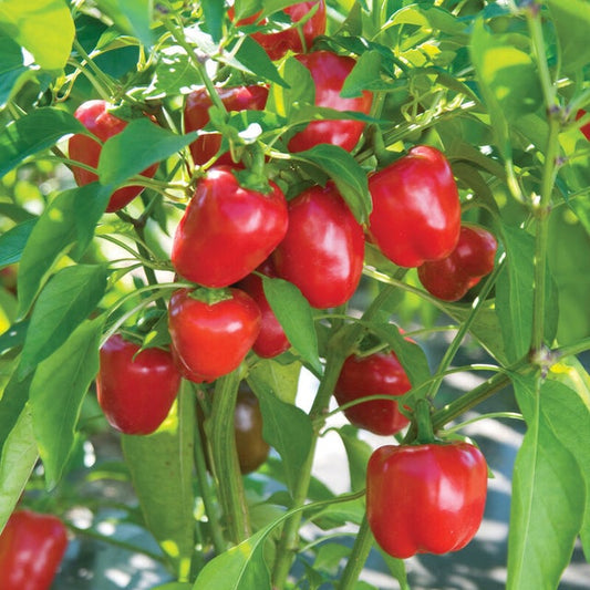 Mini Bell Pepper Red – Fresh, Sweet, and Vibrant Exotic Vegetable Seeds