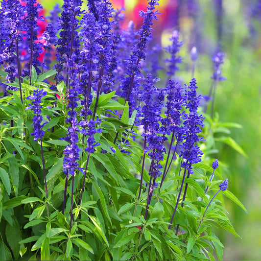 Salvia Farinacea 'Blue' Winter Flower Seeds