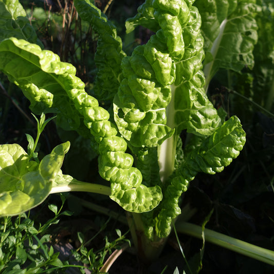 Swiss Chard Imp. Mangoid Luciulus - Fresh and Vibrant Greens for Your Kitchen Exotic Vegetable Seeds