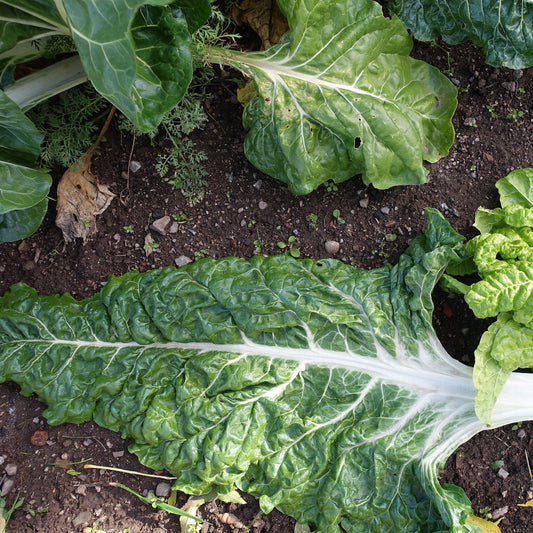 Swiss Chard Imp. Mangoid Luciulus - Fresh and Vibrant Greens for Your Kitchen Exotic Vegetable Seeds